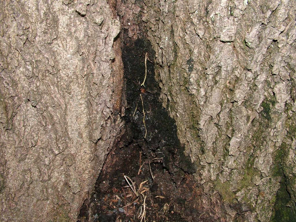 Photo of a diseased tree at Stormont Estate